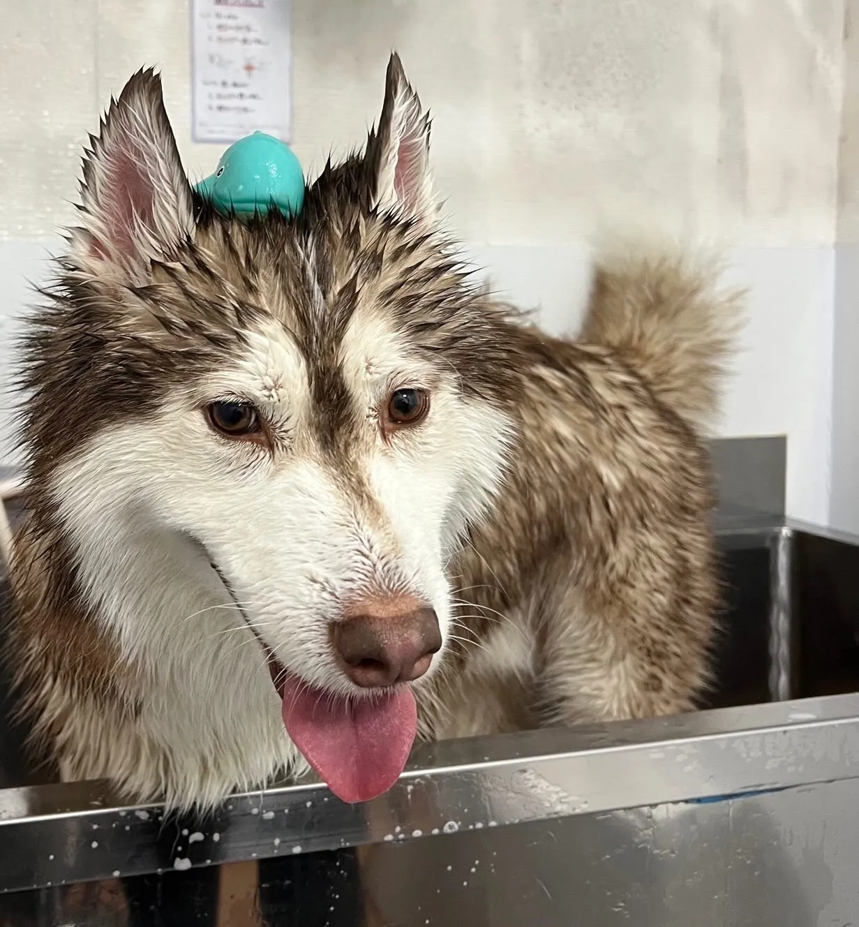 今日はあいにくの天気で、外の現場はすべてお休みになりました。