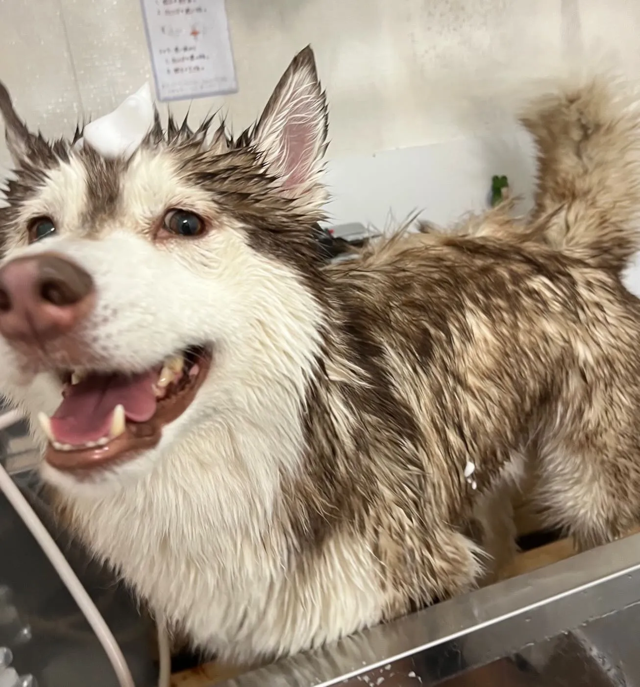今日はあいにくの天気で、外の現場はすべてお休みになりました。
